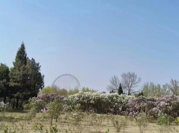 春日旅行攻略|管理學院|看這里，一起暢行保定