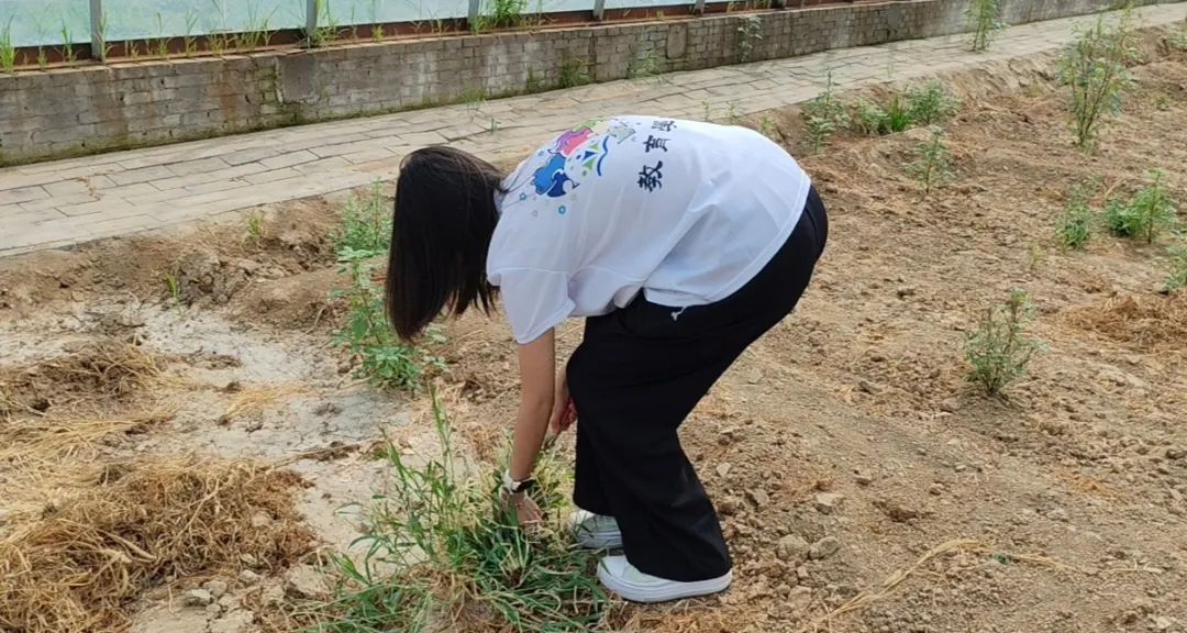 暑期社會活動實踐（二）：保定市滿城漕河沐陽農業生態園授牌活動